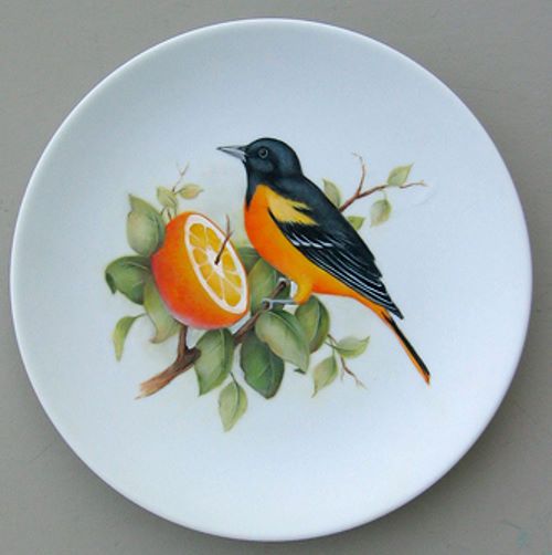 Baltimore Oriole