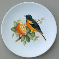 Baltimore Oriole