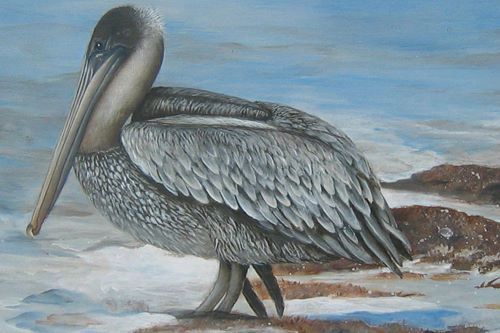 Brown Pelican