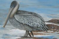 Brown Pelican