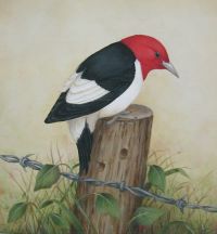 Red-Headed Woodpecker