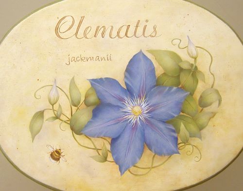 Jackmannii Clematis