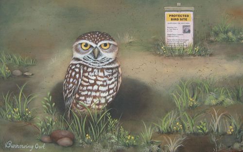 Burrowing Owl