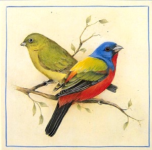 Painted Buntings E-packet