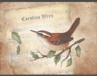 Carolina Wren